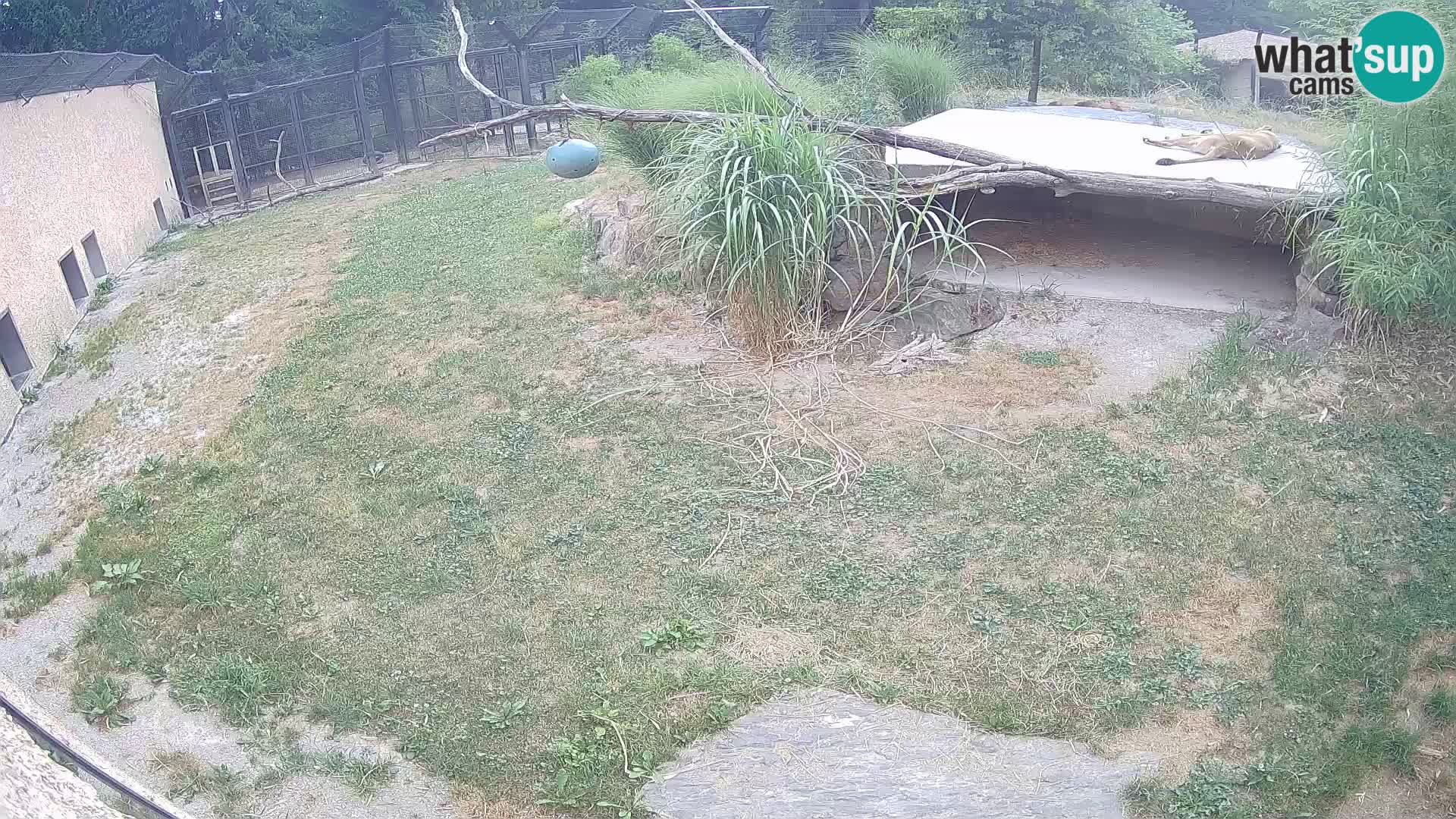 LION webcam en direct du zoo de Ljubljana – Slovénie