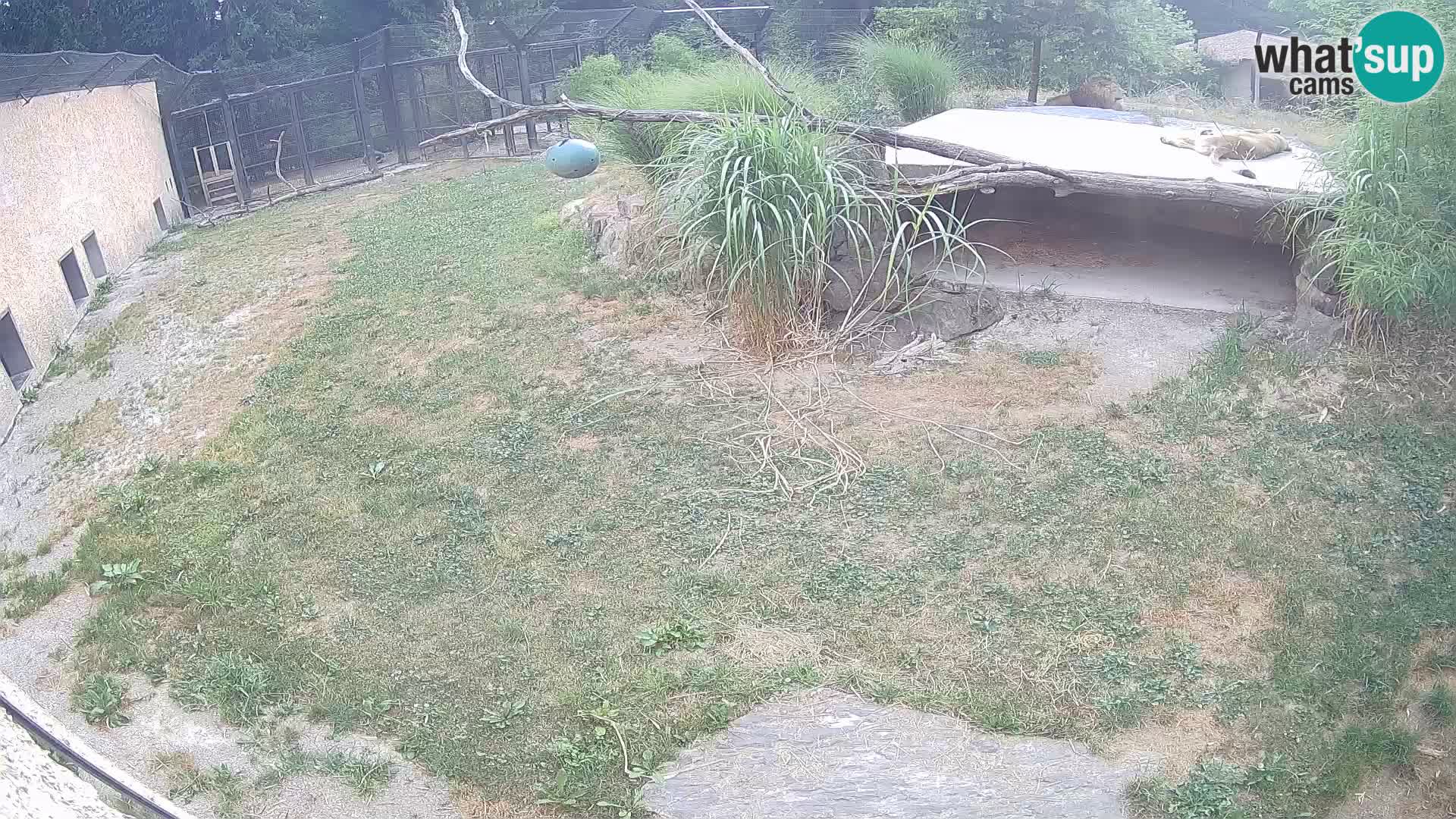 LEONE live Webcam nello zoo di Lubiana – Slovenia