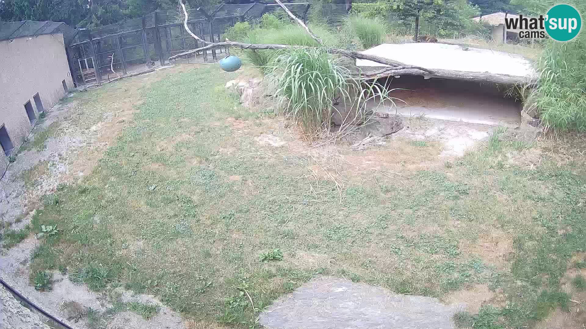 LEON Webcam en vivo en Ljubljana Zoo – Eslovenia