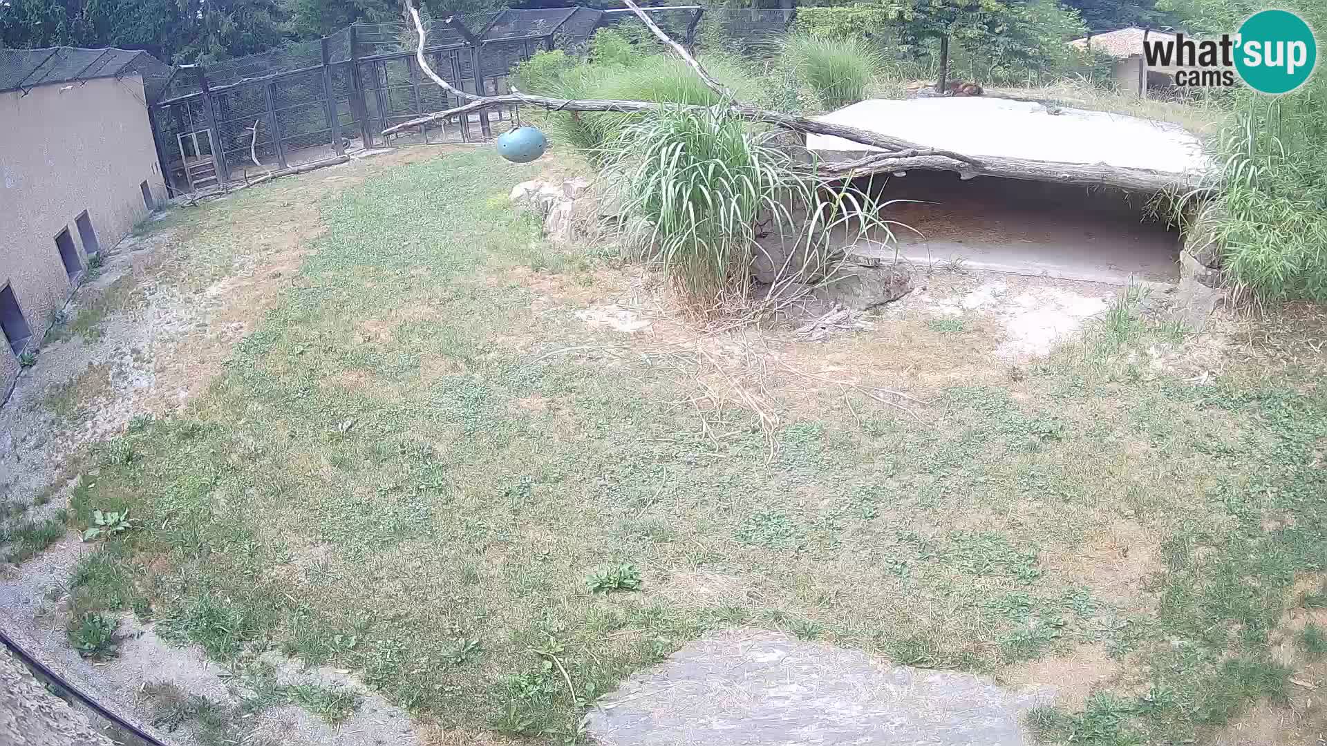 Lavovi web kamera uživo u ljubljanskom zoološkom vrtu – Slovenija