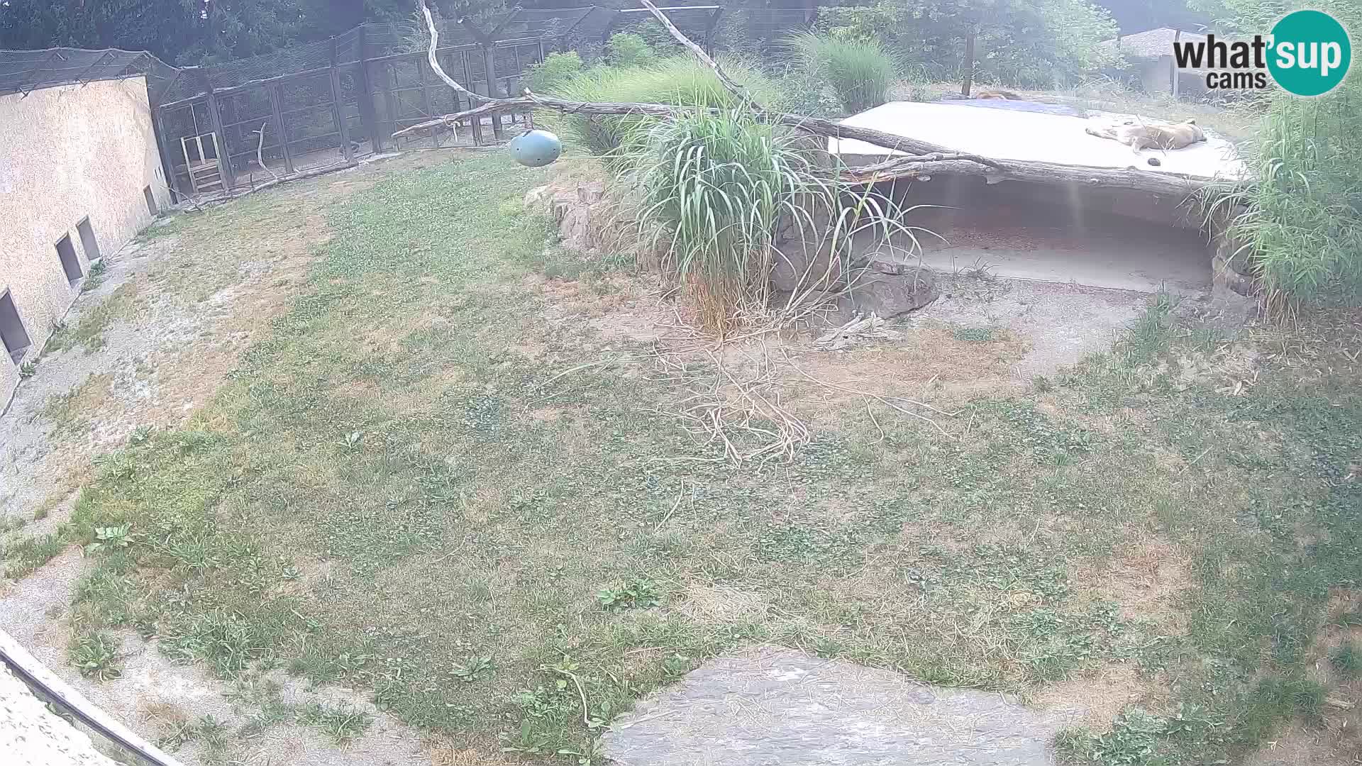 LION webcam en direct du zoo de Ljubljana – Slovénie