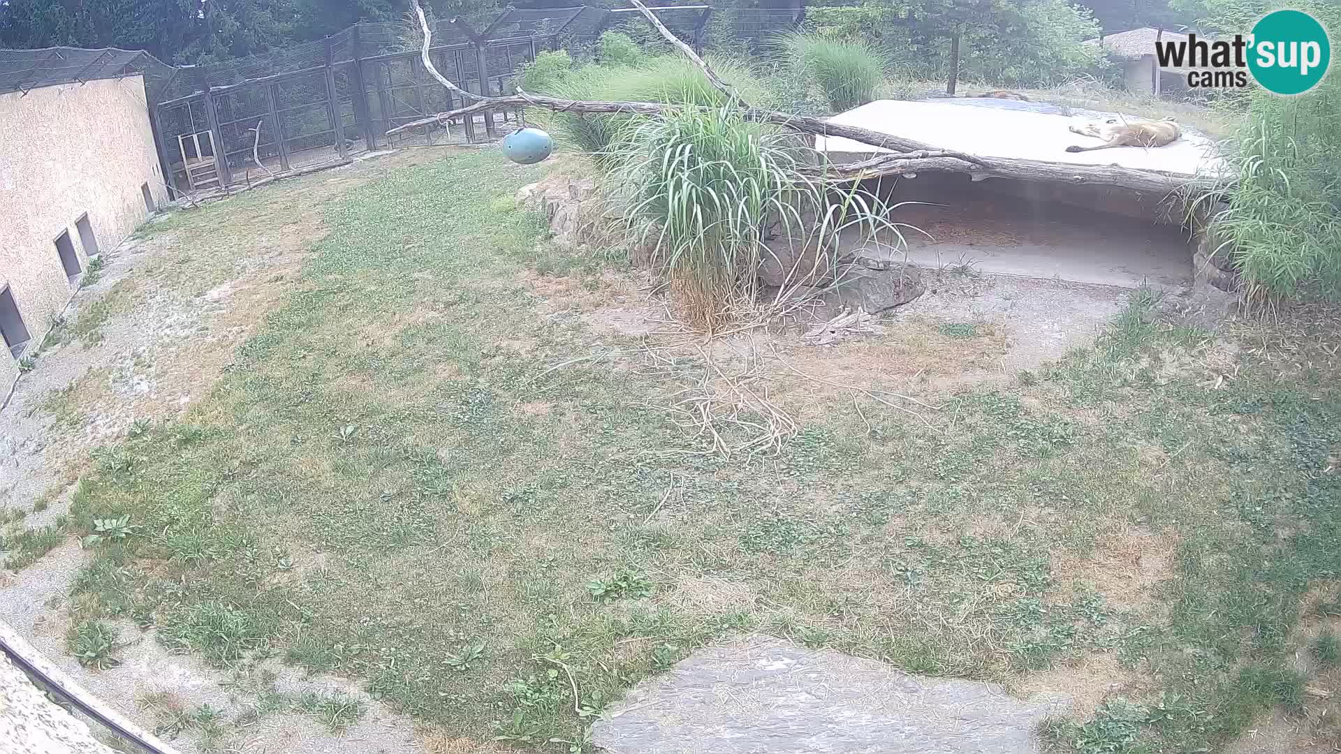 Lavovi web kamera uživo u ljubljanskom zoološkom vrtu – Slovenija