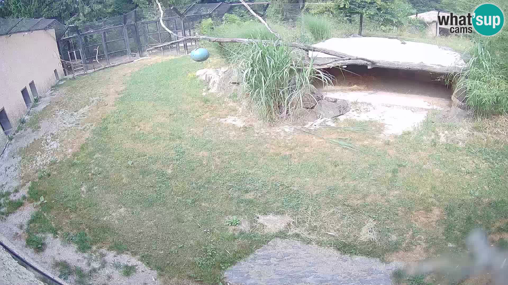 LEONE live Webcam nello zoo di Lubiana – Slovenia