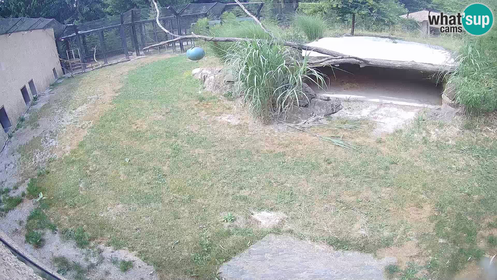 LION live Webcam in Ljubljana Zoo – Slovenia