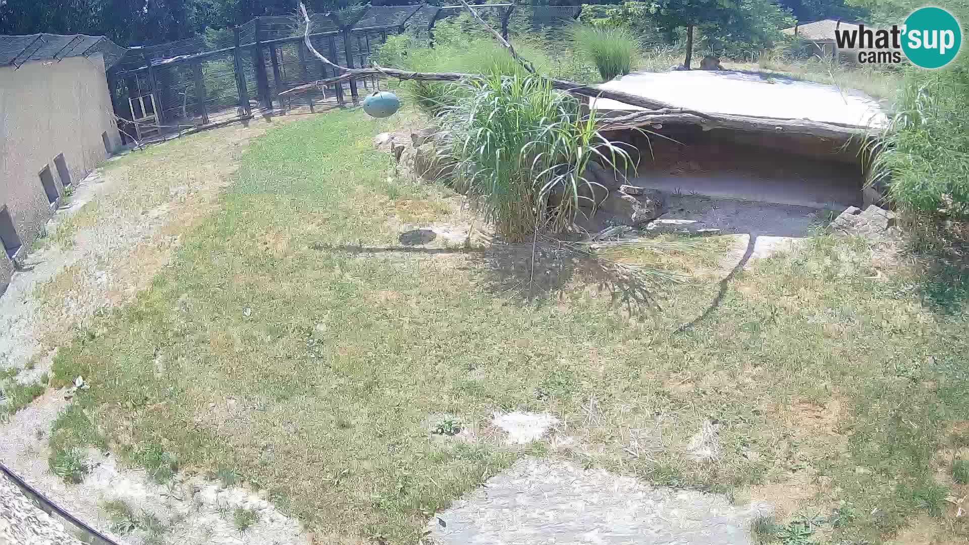 LION live Webcam in Ljubljana Zoo – Slovenia