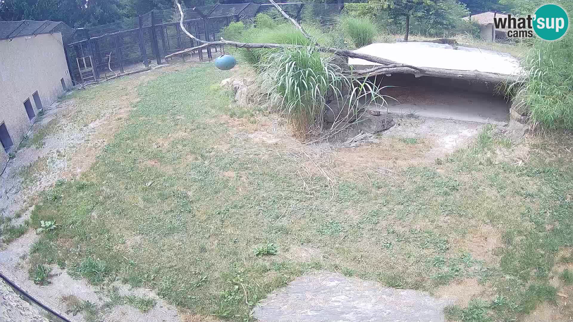 LEVI spletna kamera v živalskem vrtu Ljubljana Zoo