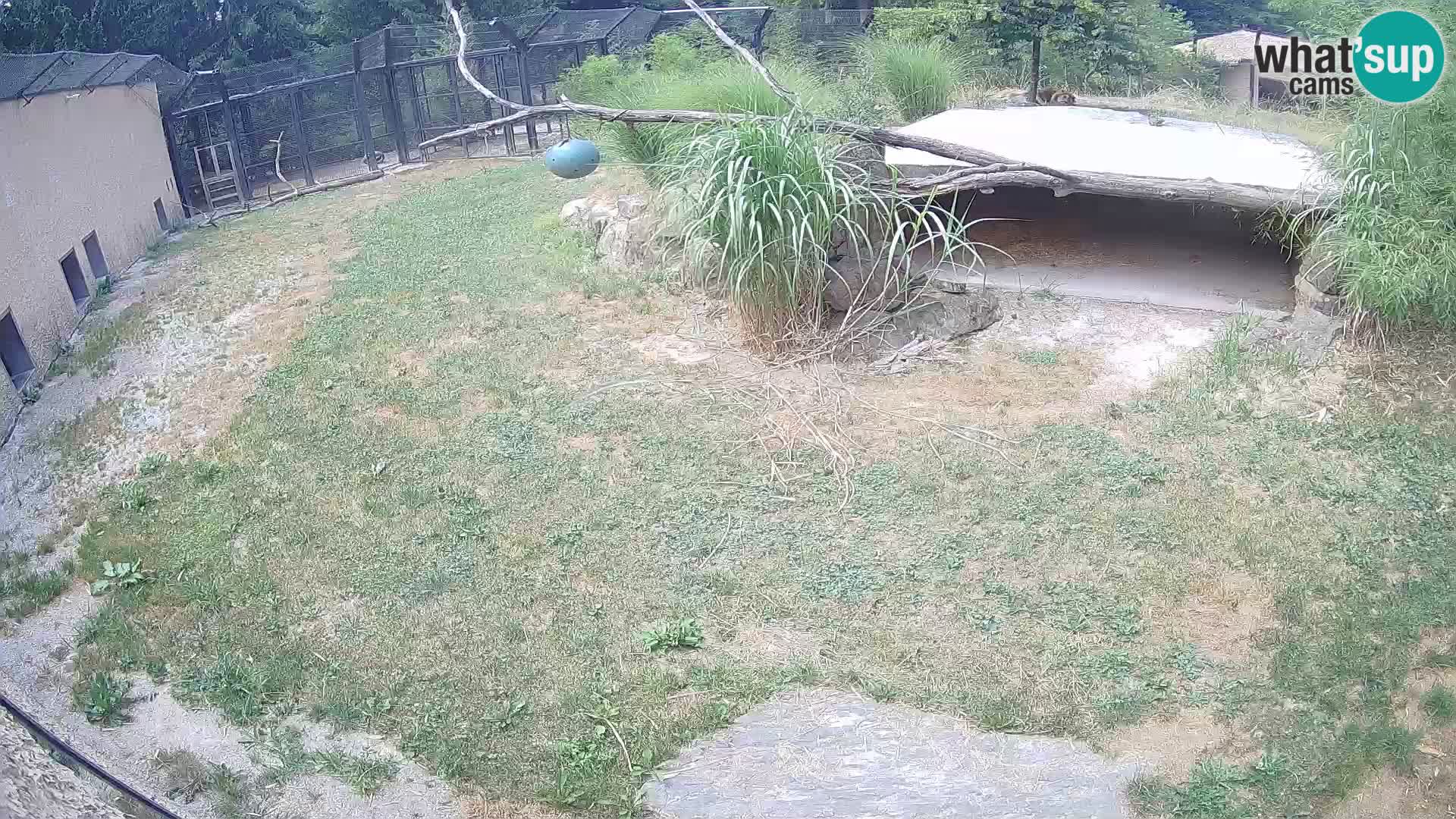 LION webcam en direct du zoo de Ljubljana – Slovénie