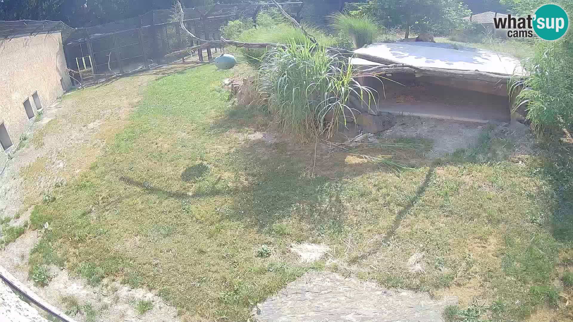 LION live Webcam in Ljubljana Zoo – Slovenia