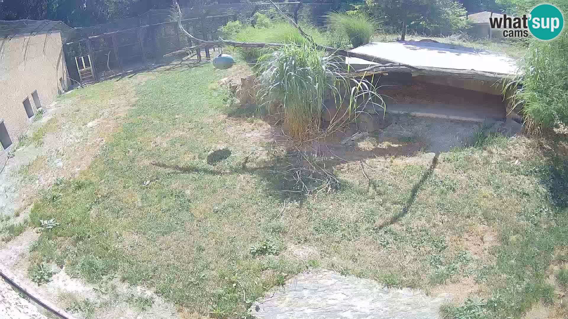 LION live Webcam in Ljubljana Zoo – Slovenia