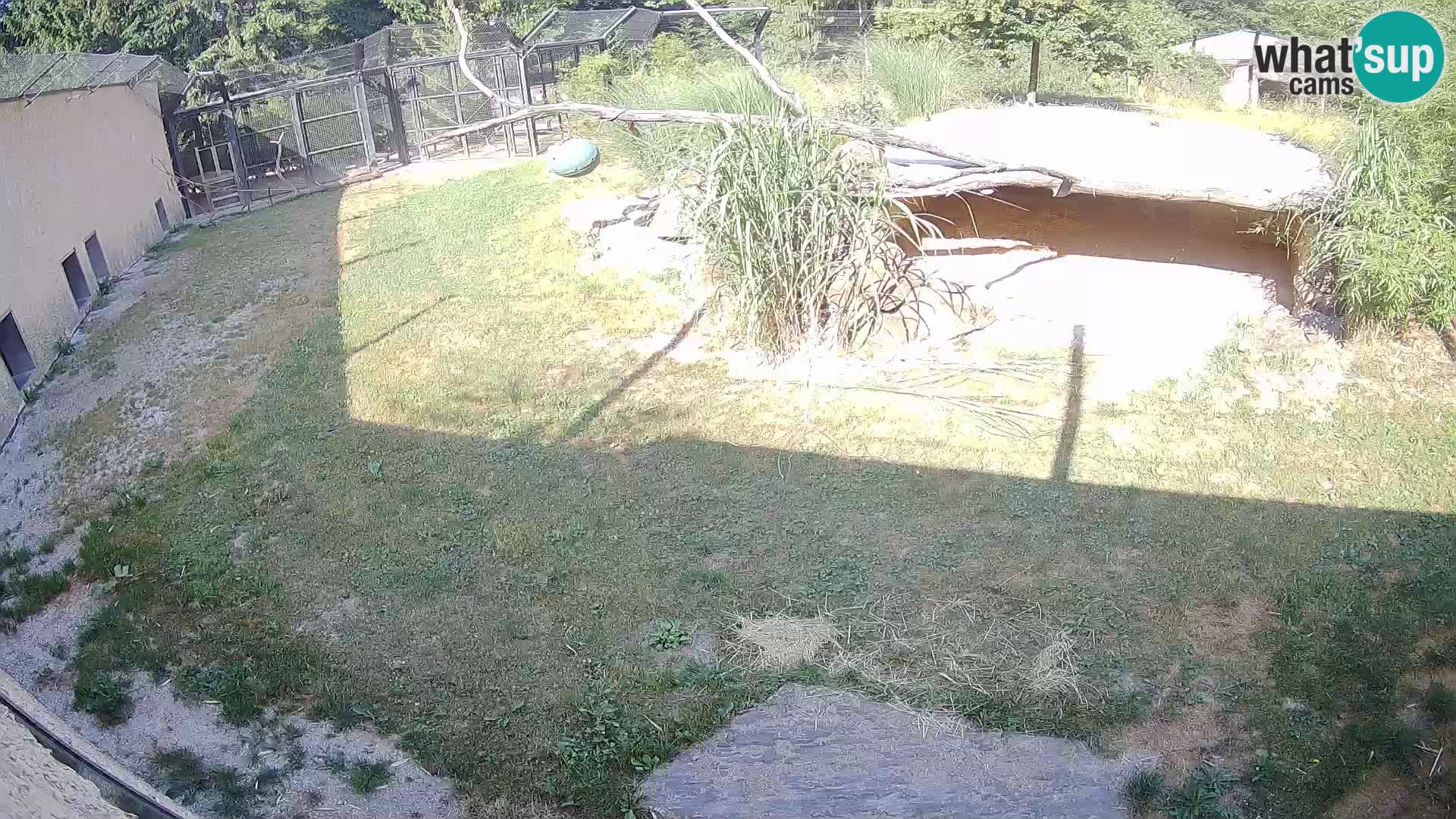 LION live Webcam in Ljubljana Zoo – Slovenia