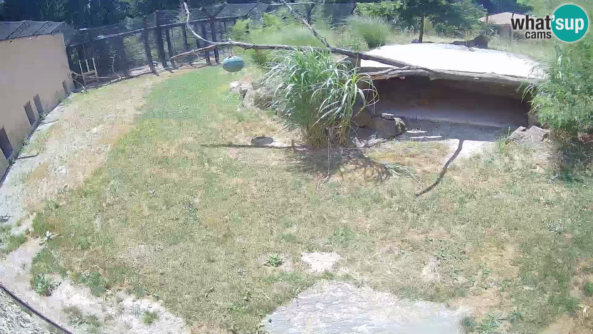 LION live Webcam in Ljubljana Zoo – Slovenia