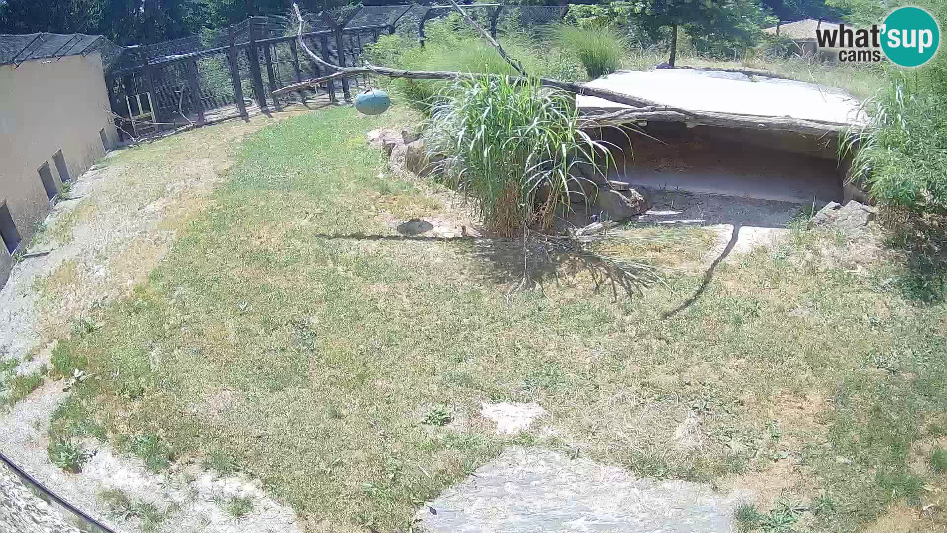 LION live Webcam in Ljubljana Zoo – Slovenia