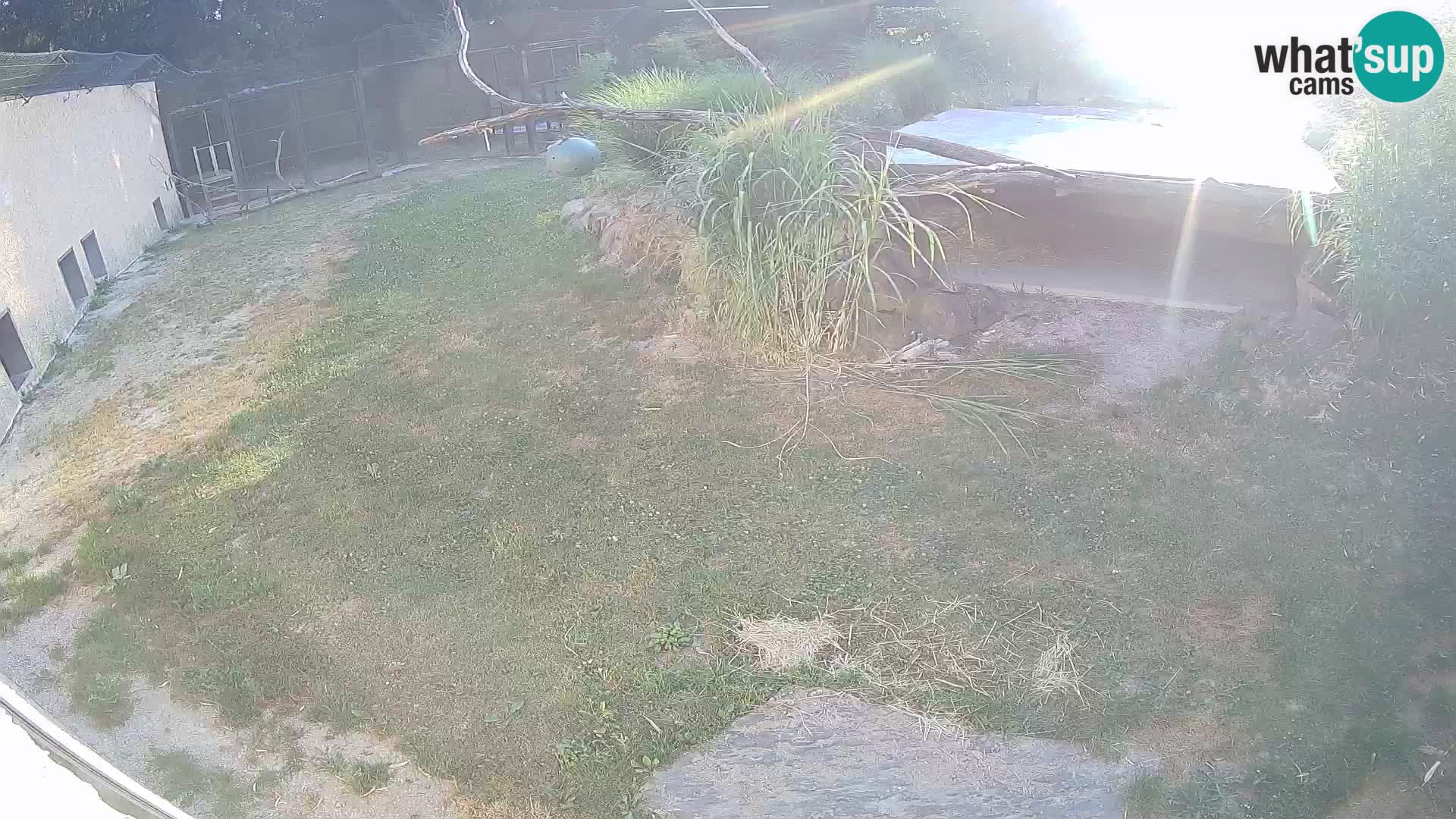 LION live Webcam in Ljubljana Zoo – Slovenia