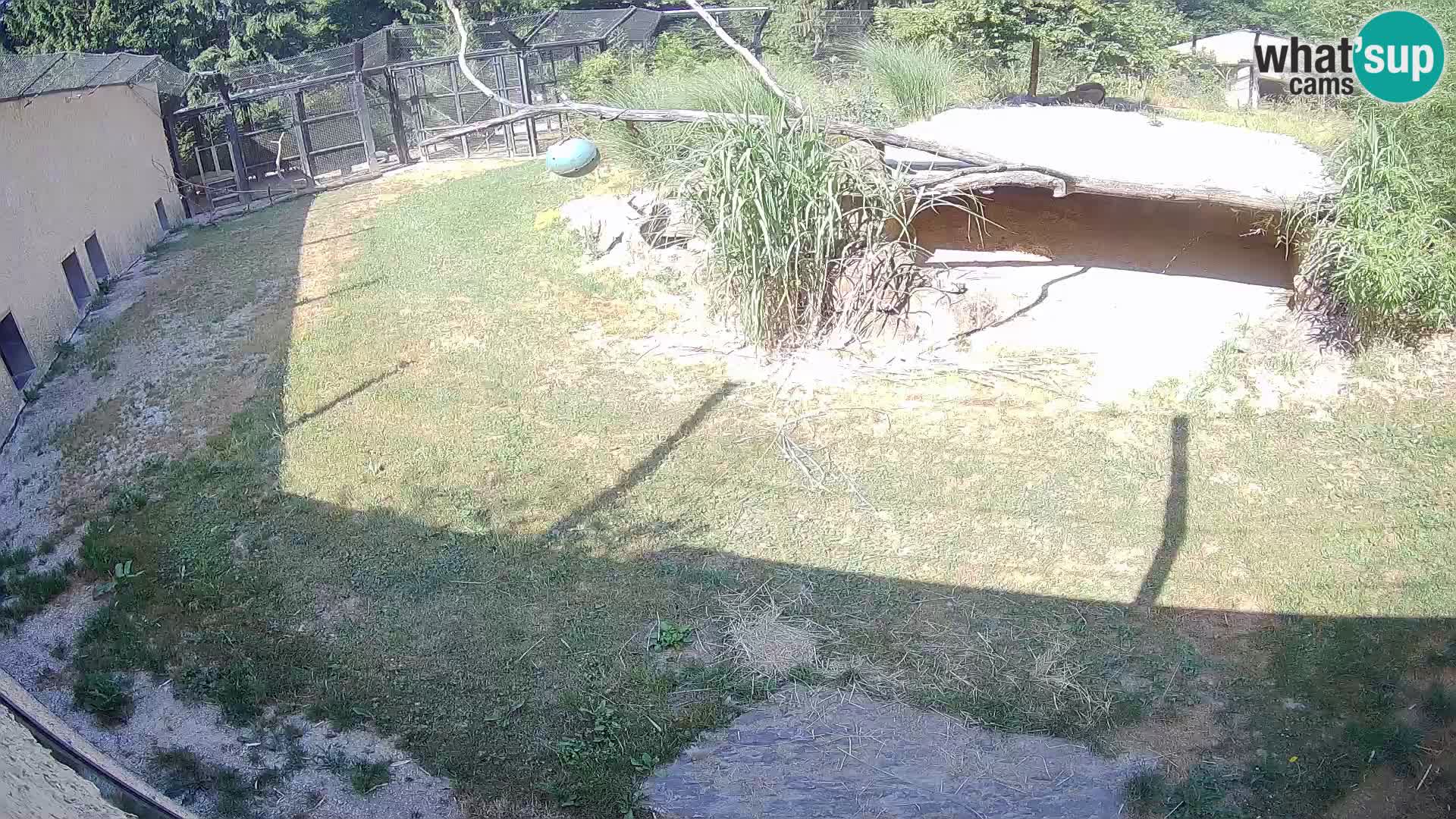 LION live Webcam in Ljubljana Zoo – Slovenia
