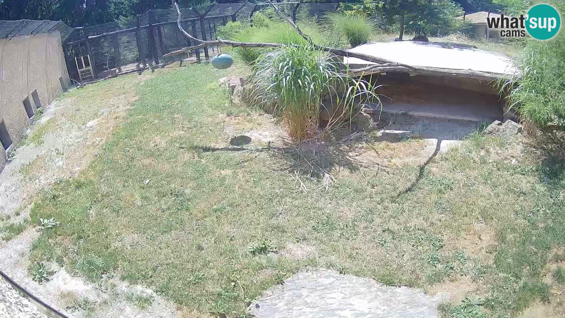 LEONE live Webcam nello zoo di Lubiana – Slovenia