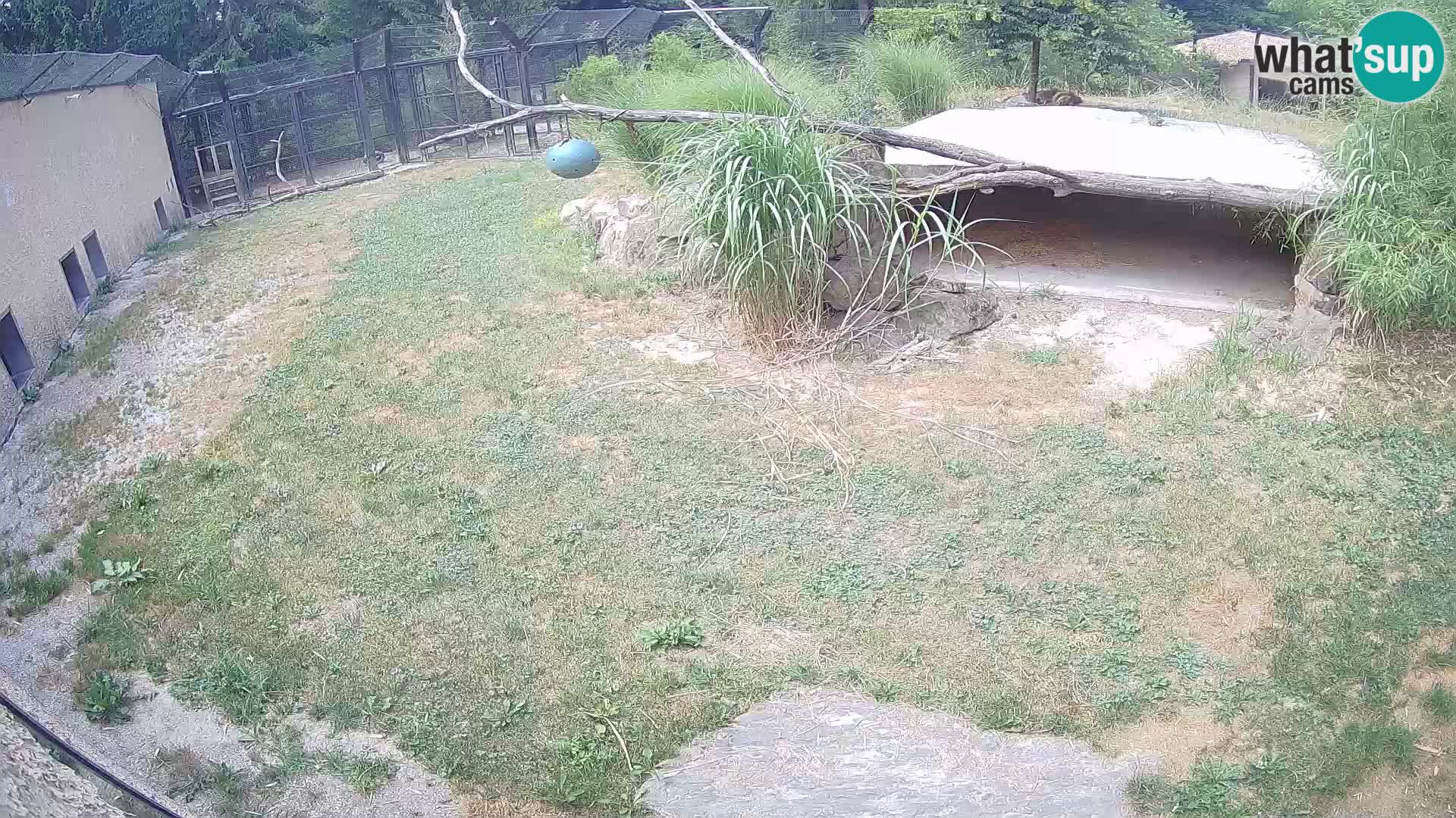 Lavovi web kamera uživo u ljubljanskom zoološkom vrtu – Slovenija