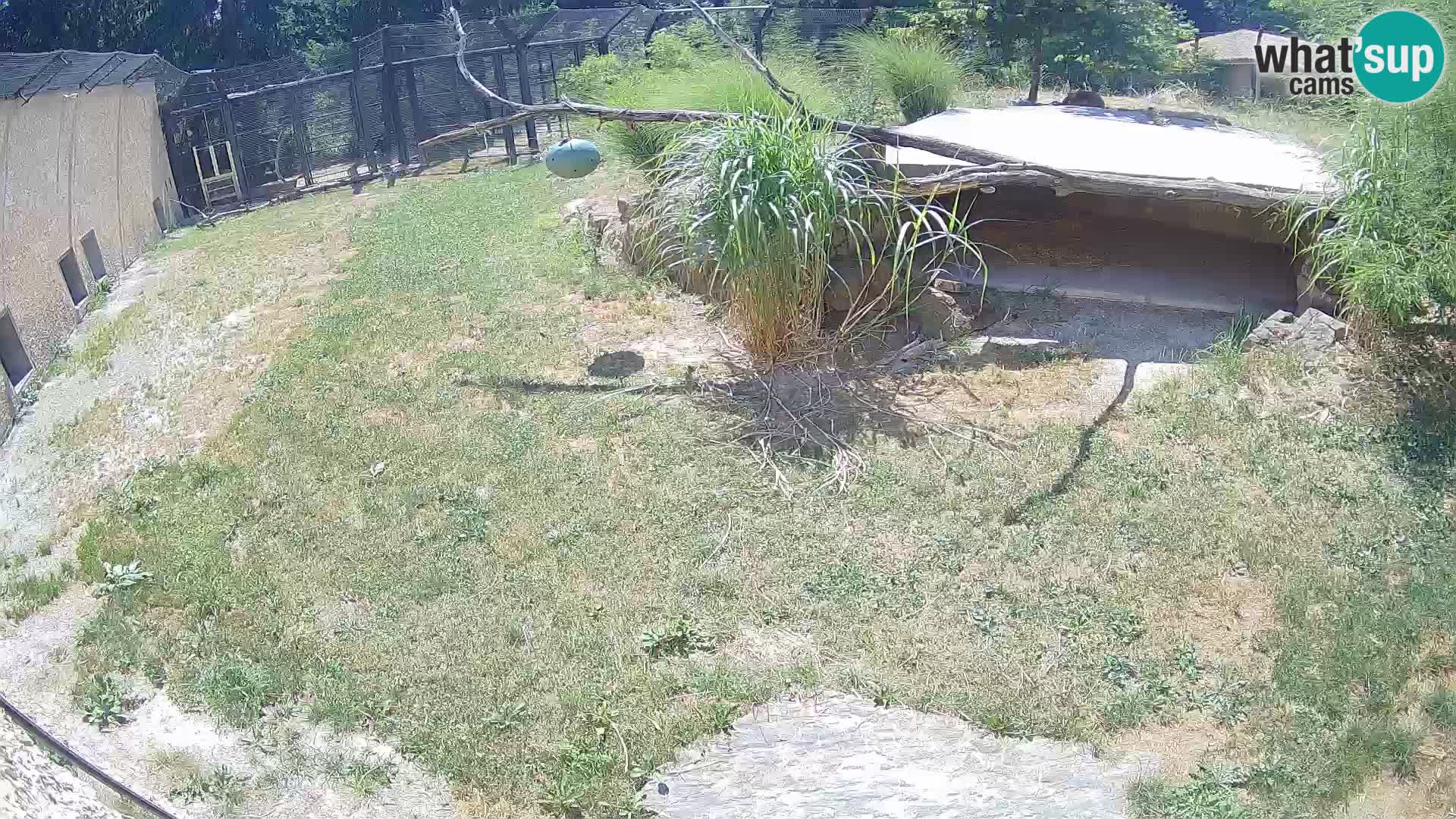 LEONE live Webcam nello zoo di Lubiana – Slovenia