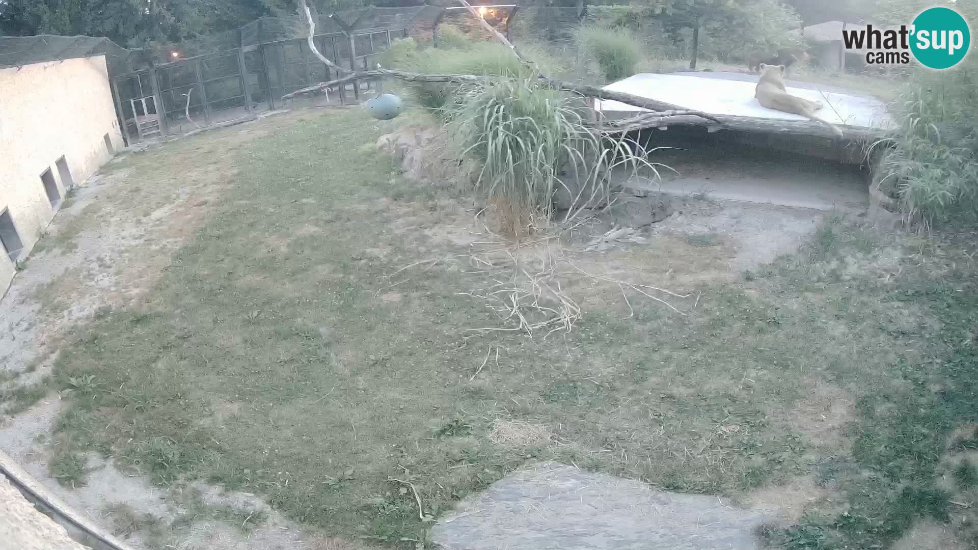 Lavovi web kamera uživo u ljubljanskom zoološkom vrtu – Slovenija