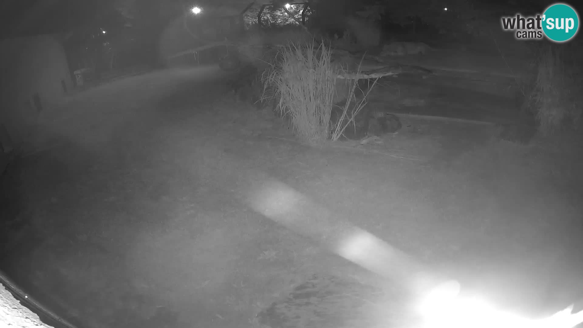 LION live Webcam in Ljubljana Zoo – Slovenia