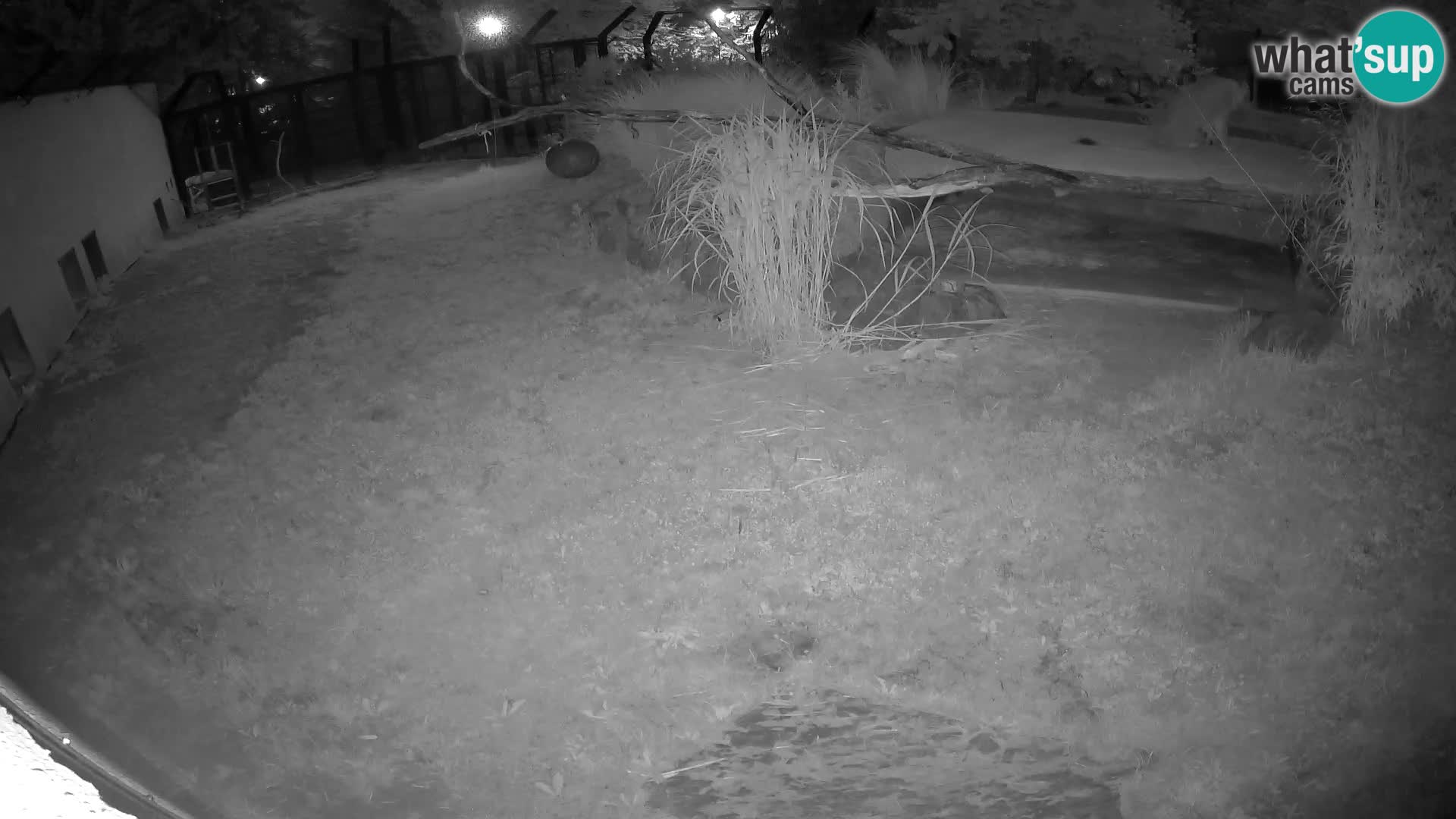 LEVI spletna kamera v živalskem vrtu Ljubljana Zoo