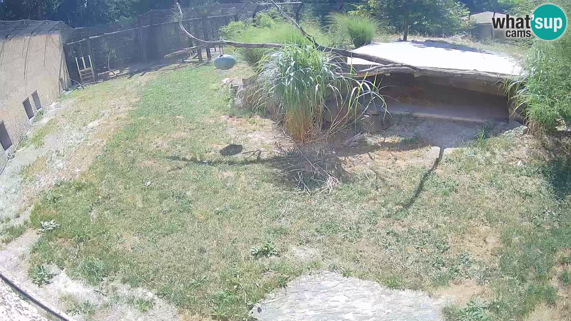 Lavovi web kamera uživo u ljubljanskom zoološkom vrtu – Slovenija