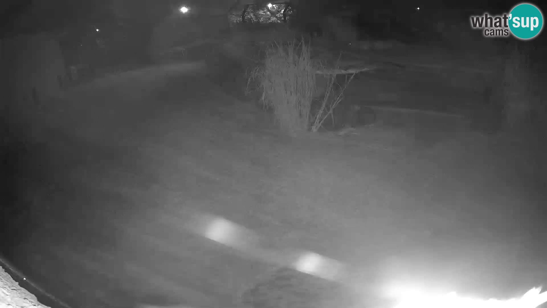 LION live Webcam in Ljubljana Zoo – Slovenia