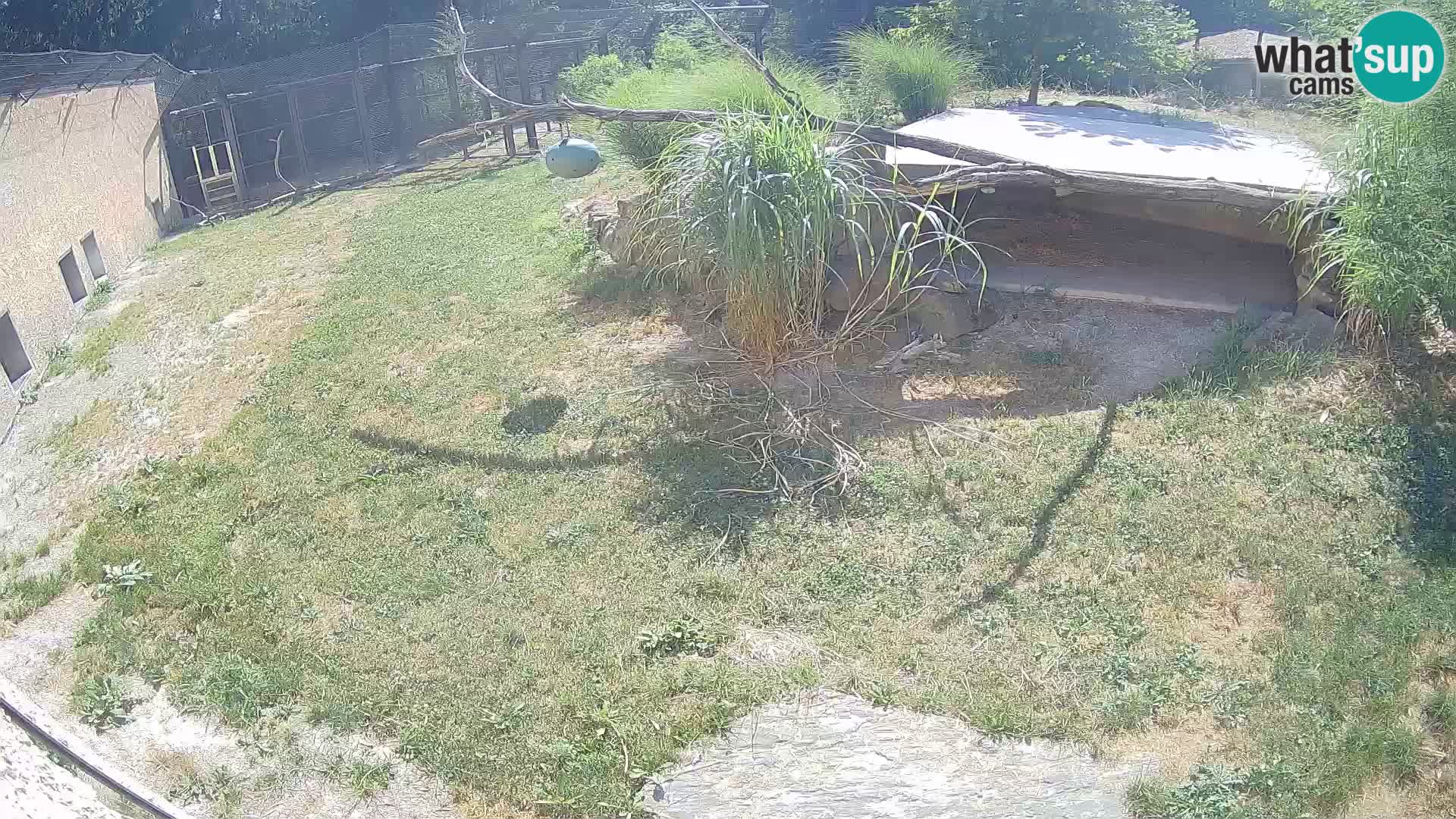 LION webcam en direct du zoo de Ljubljana – Slovénie