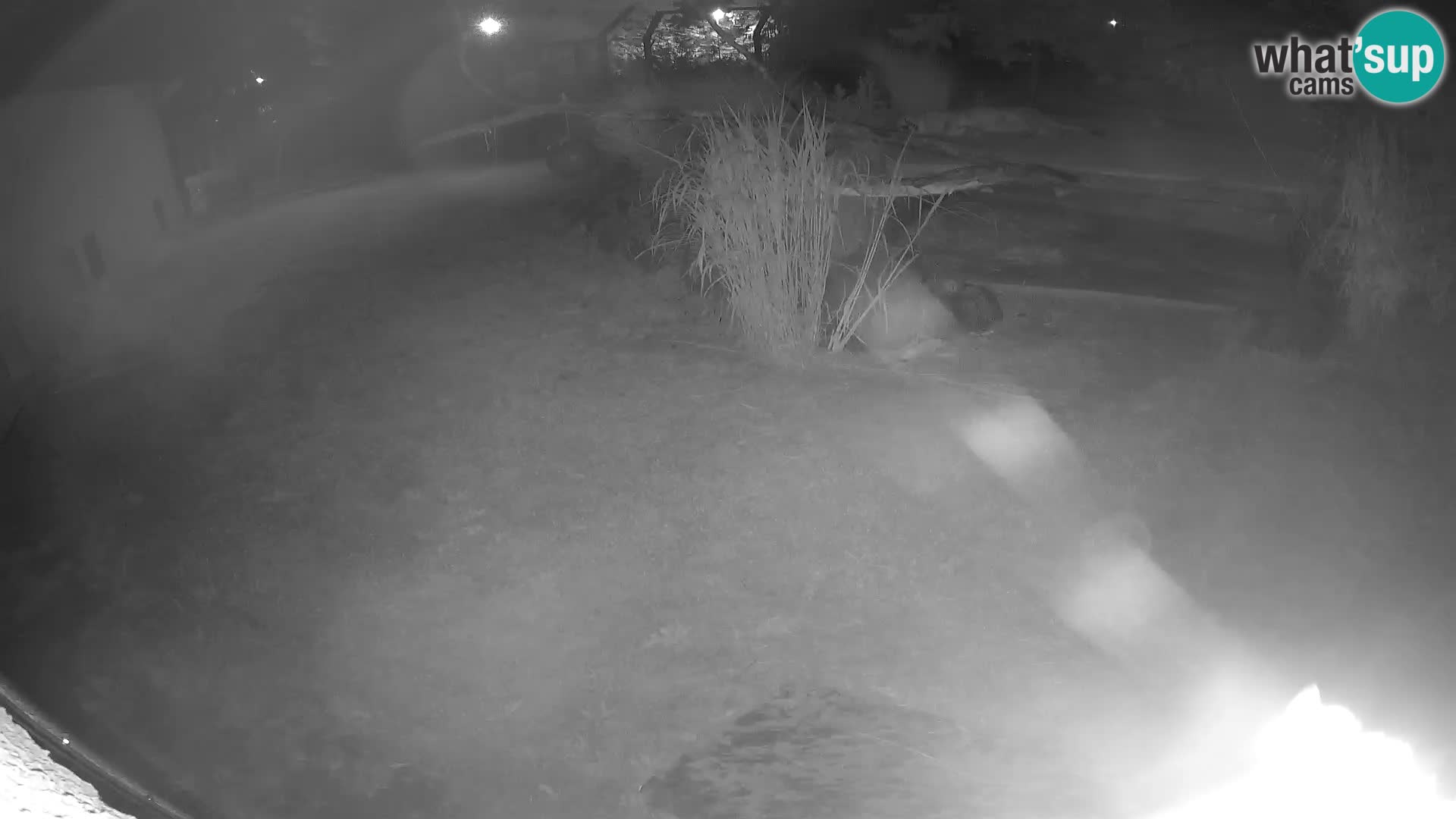 LION live Webcam in Ljubljana Zoo – Slovenia
