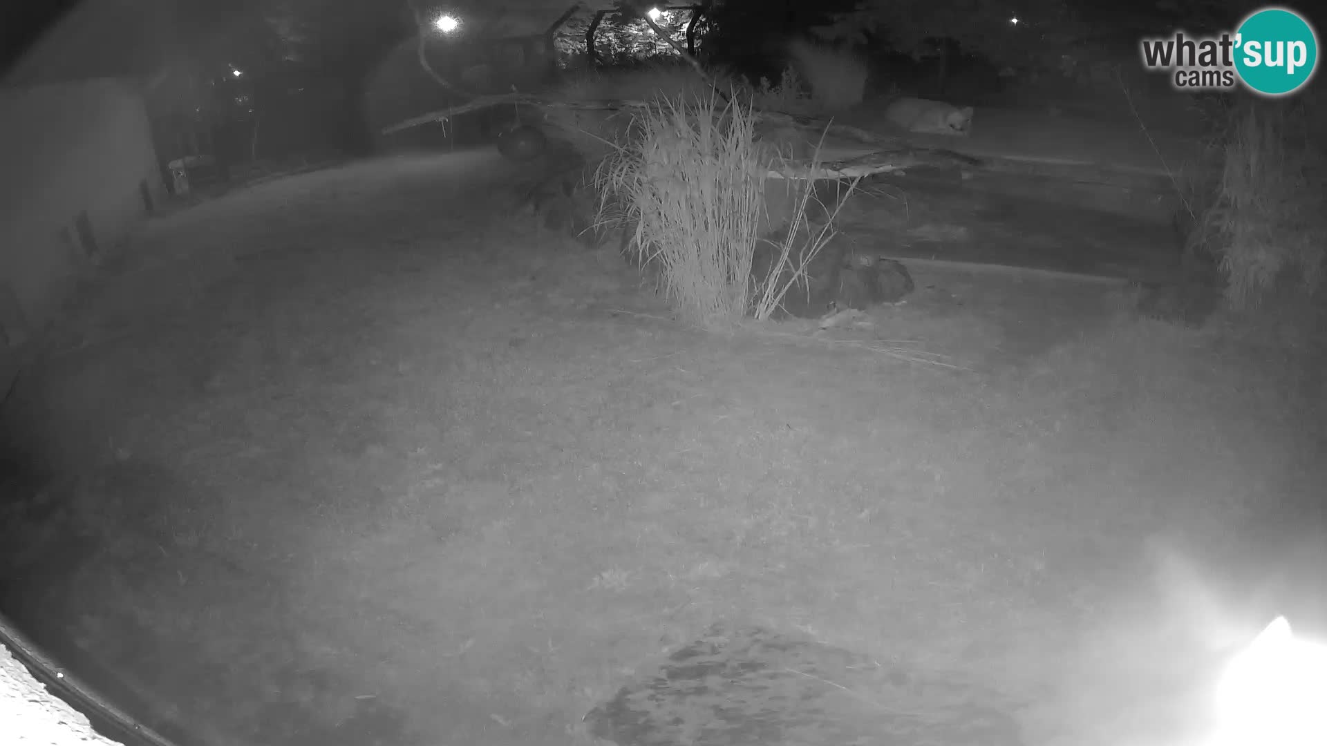 LION live Webcam in Ljubljana Zoo – Slovenia