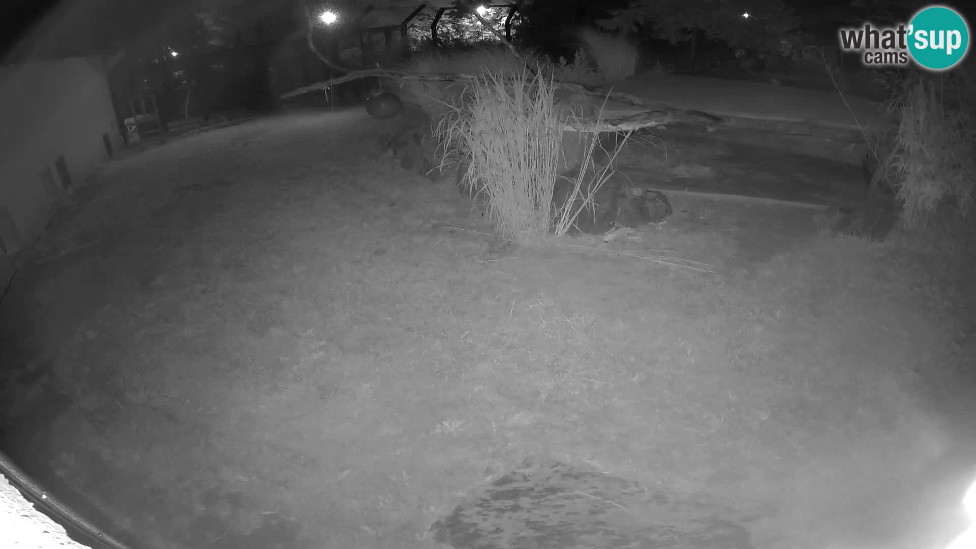 LION live Webcam in Ljubljana Zoo – Slovenia