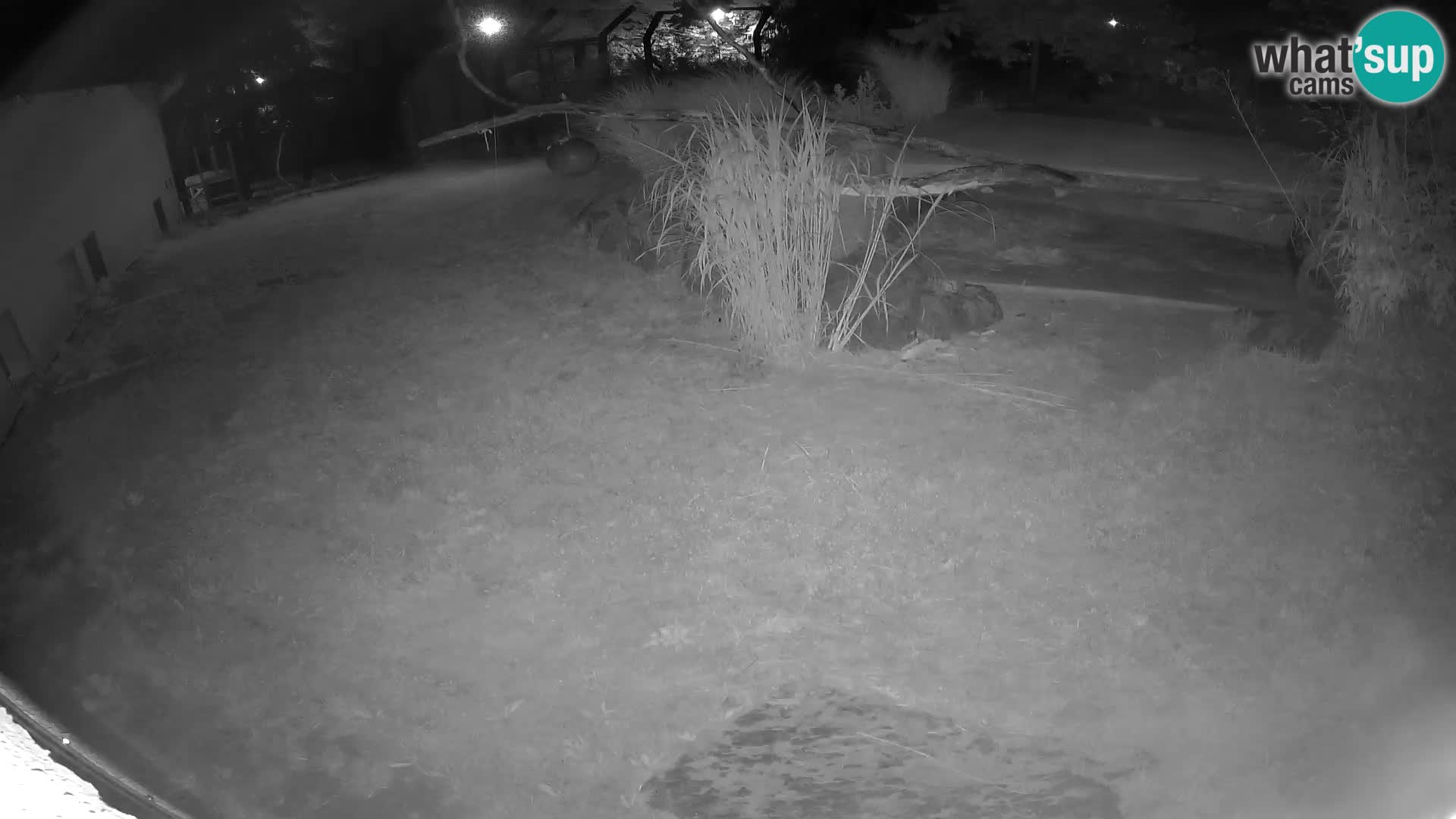 LION live Webcam in Ljubljana Zoo – Slovenia