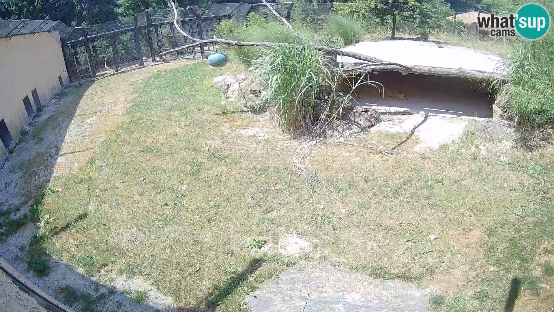 LION live Webcam in Ljubljana Zoo – Slovenia