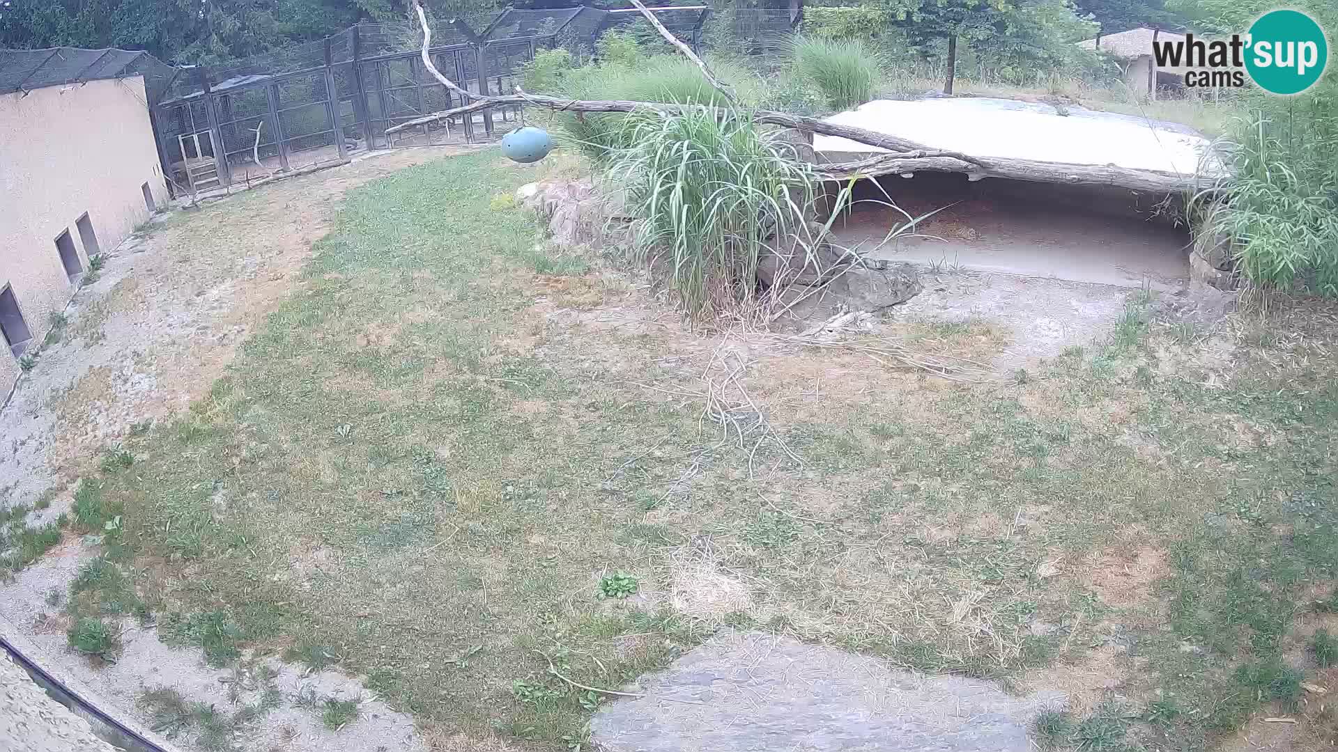 LION live Webcam in Ljubljana Zoo – Slovenia