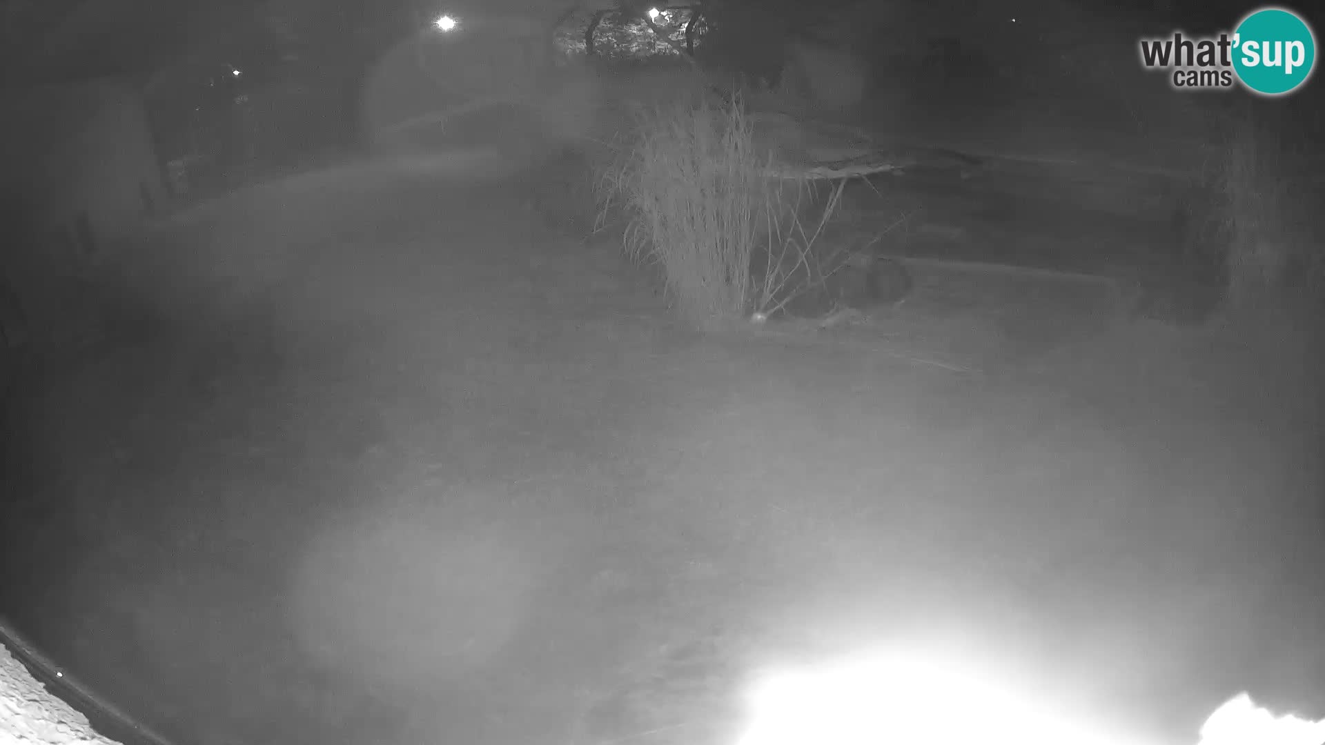 LION live Webcam in Ljubljana Zoo – Slovenia