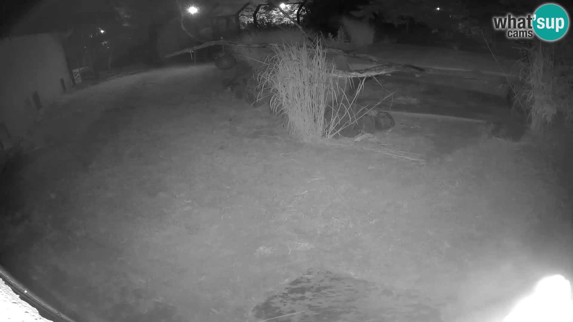 LION live Webcam in Ljubljana Zoo – Slovenia