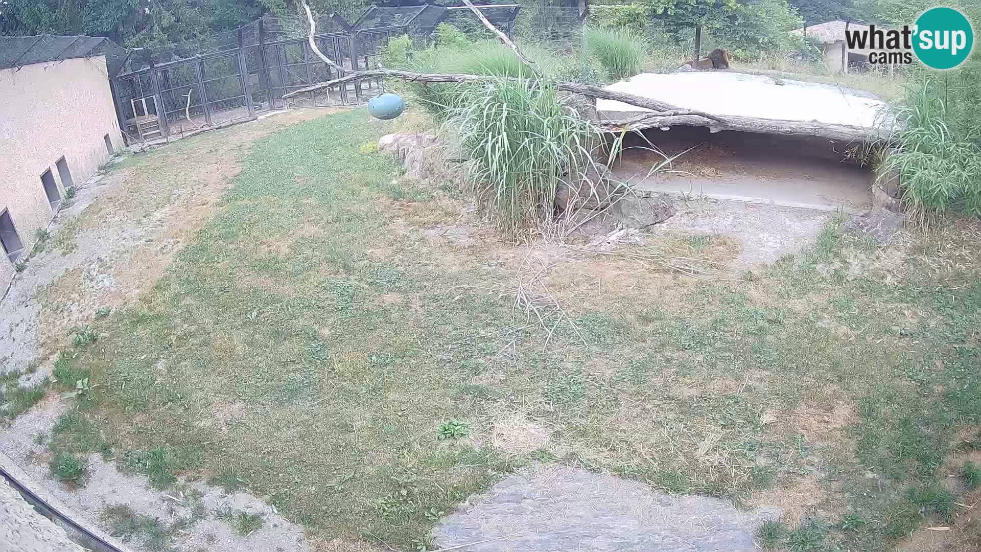 LION live Webcam in Ljubljana Zoo – Slovenia