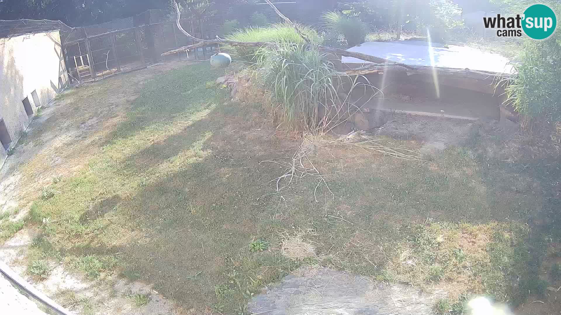 LION live Webcam in Ljubljana Zoo – Slovenia