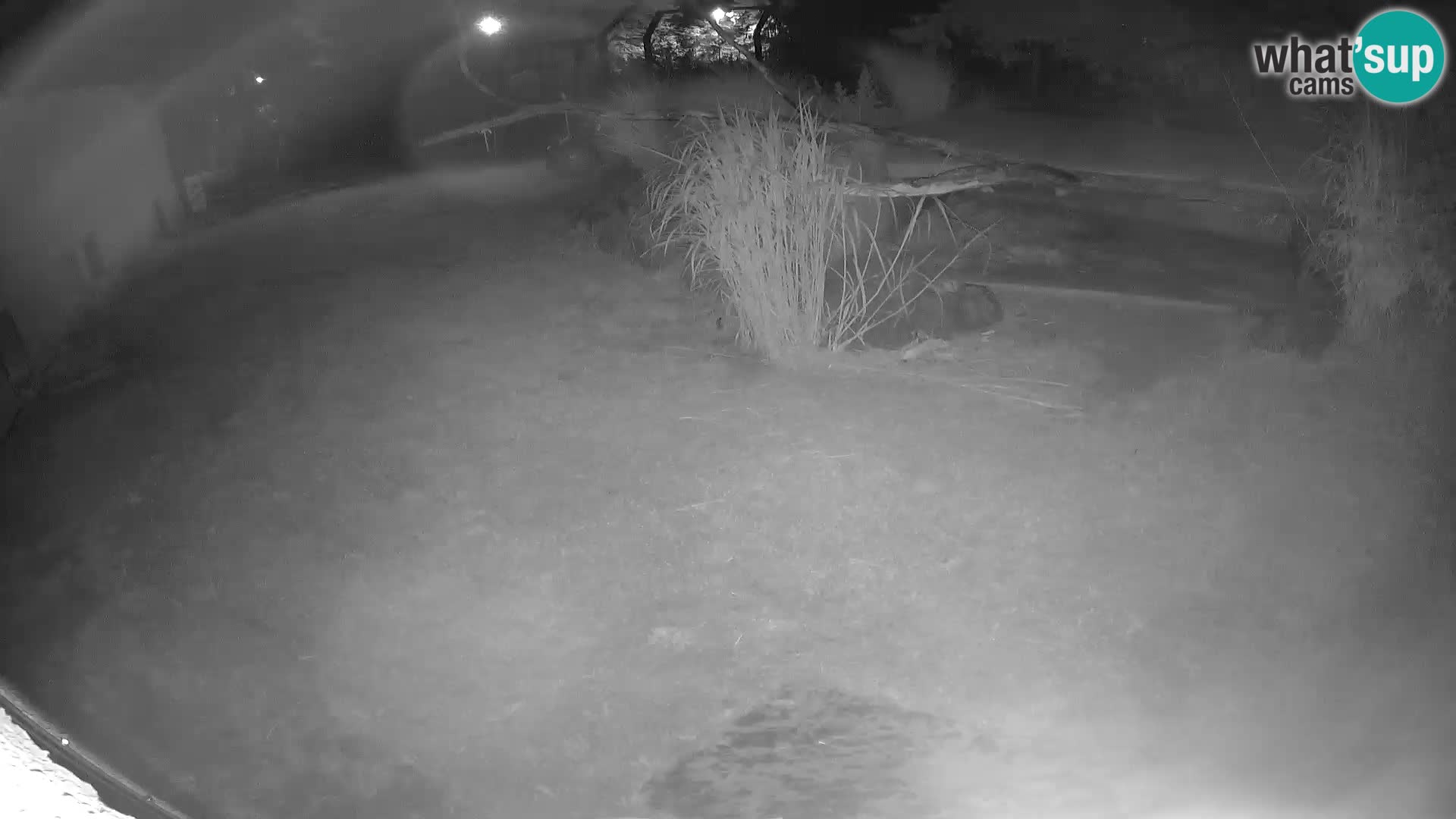 LION webcam en direct du zoo de Ljubljana – Slovénie