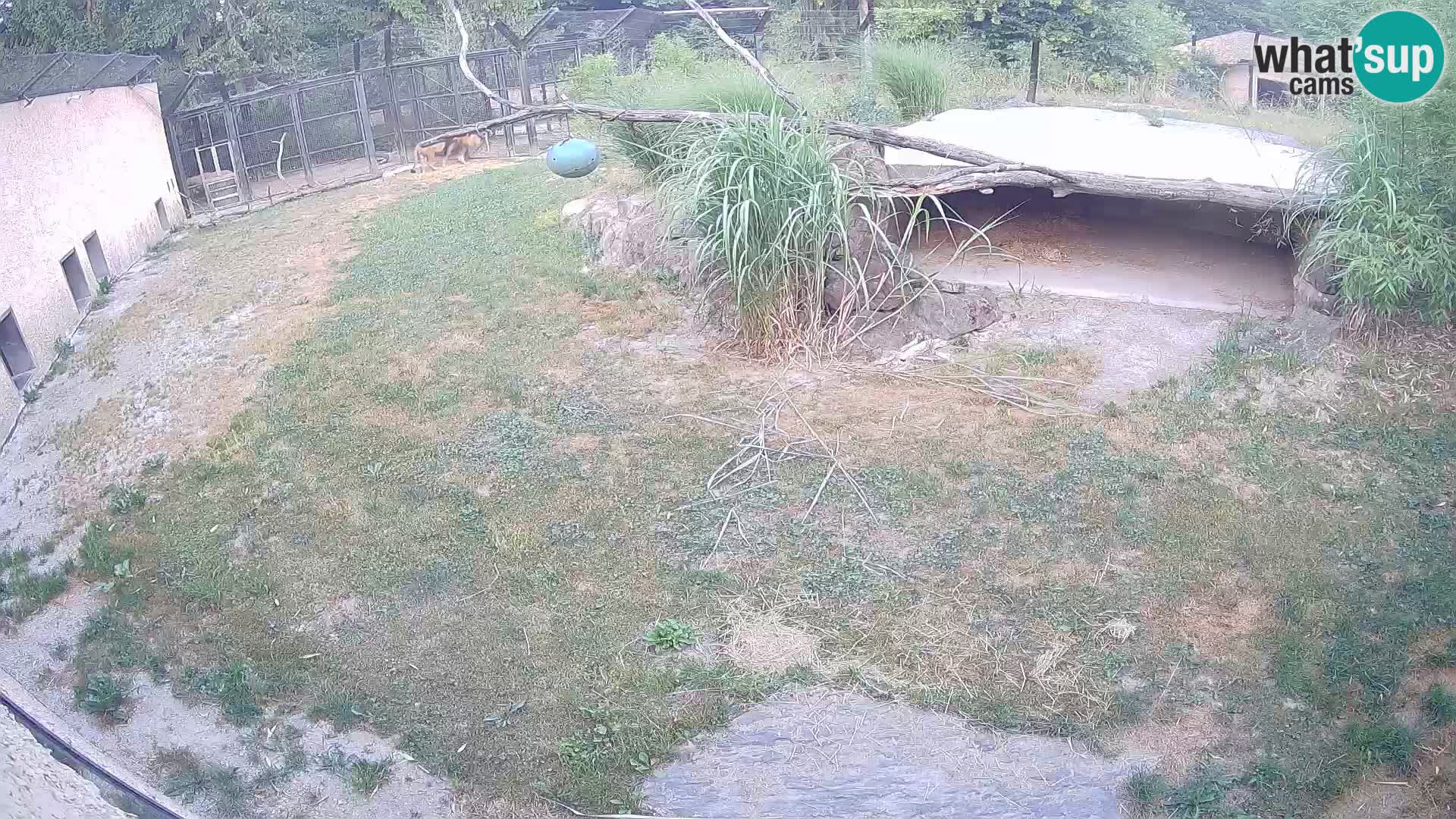 Löwe live Webcam im Zoo von Ljubljana – Slowenien