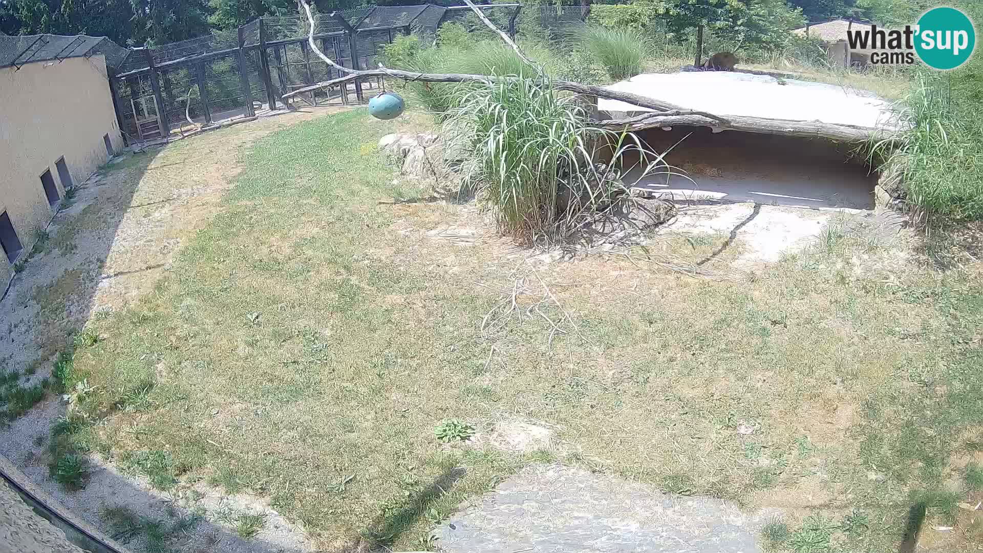 LION live Webcam in Ljubljana Zoo – Slovenia