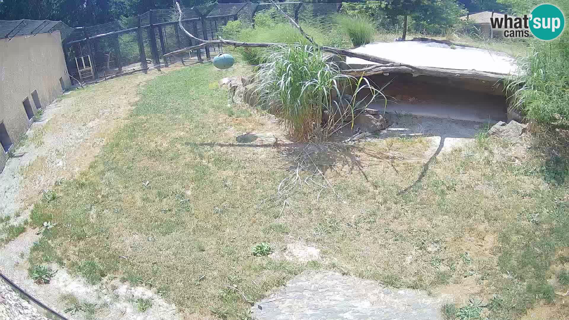 LION live Webcam in Ljubljana Zoo – Slovenia