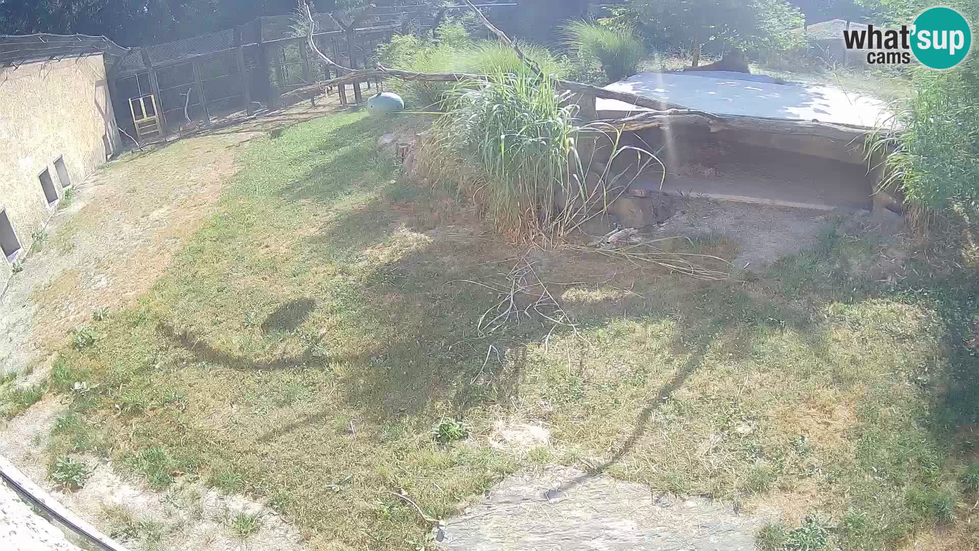 LION webcam en direct du zoo de Ljubljana – Slovénie