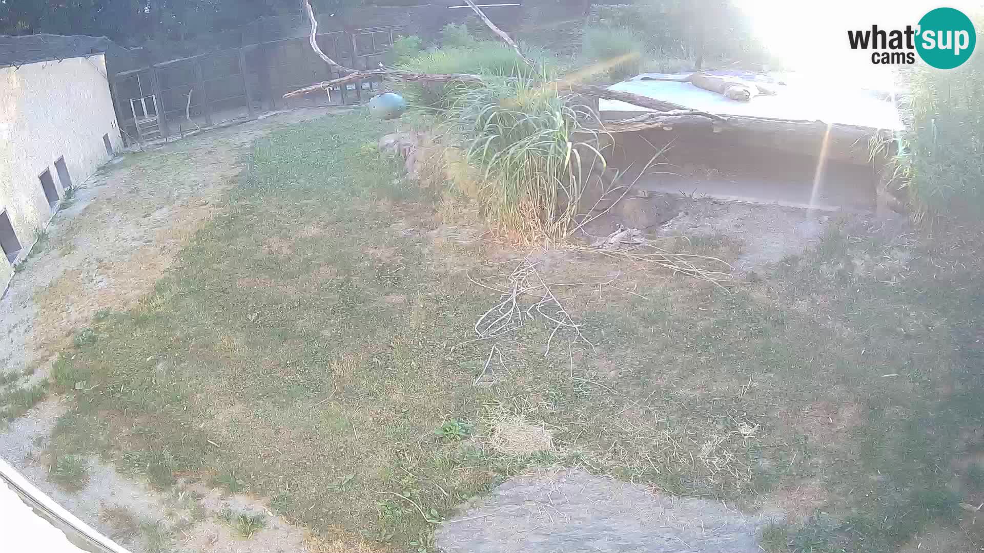 Löwe live Webcam im Zoo von Ljubljana – Slowenien