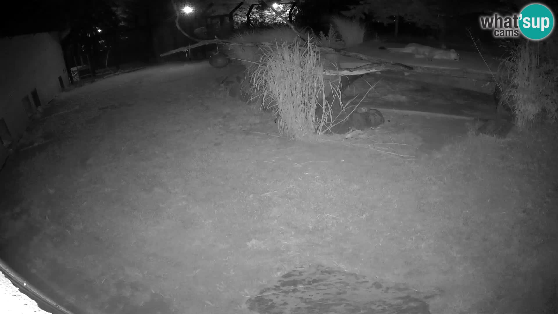 LION live Webcam in Ljubljana Zoo – Slovenia