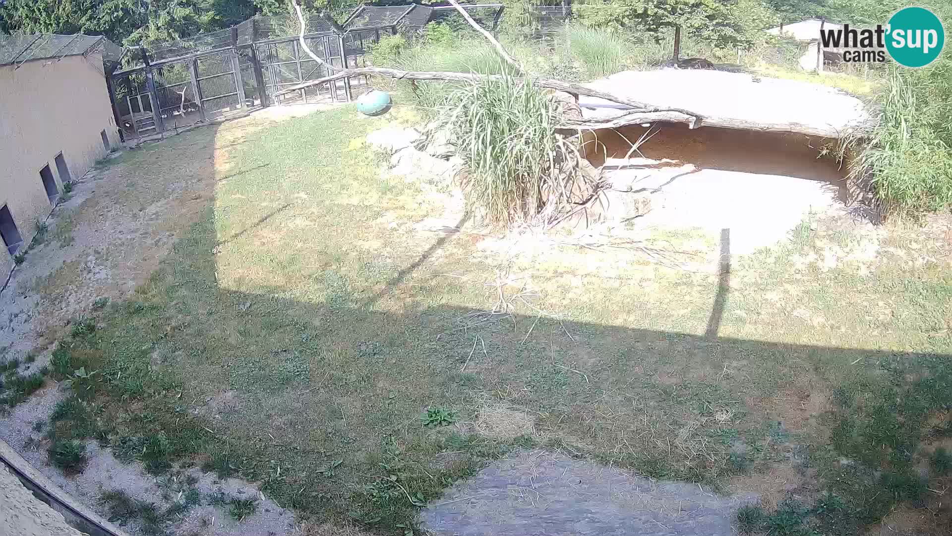 LION live Webcam in Ljubljana Zoo – Slovenia