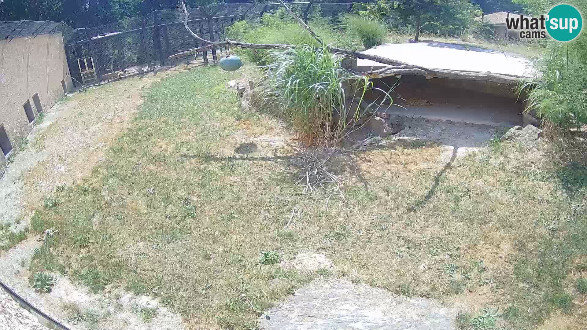 LION live Webcam in Ljubljana Zoo – Slovenia