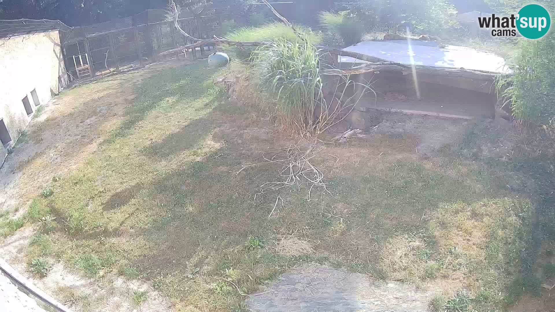 LEONE live Webcam nello zoo di Lubiana – Slovenia