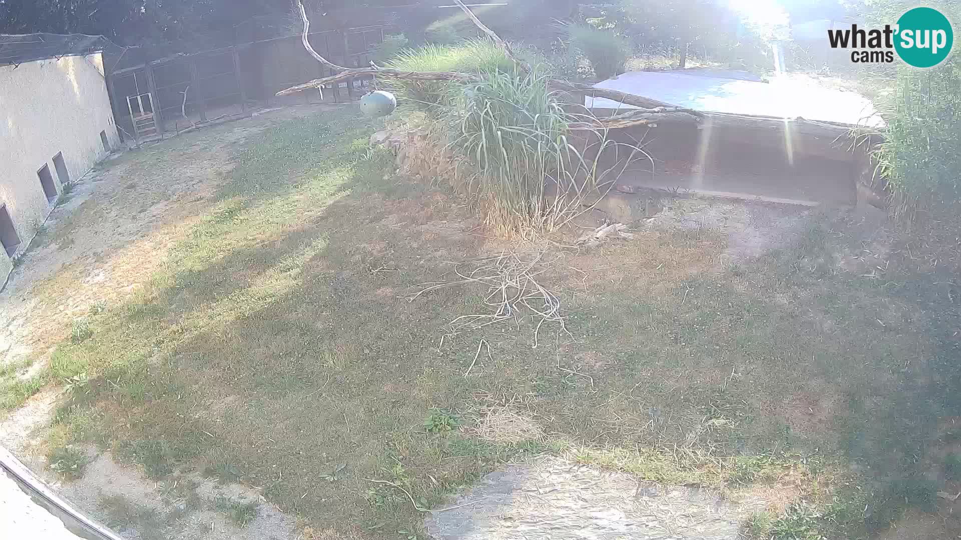 LEON Webcam en vivo en Ljubljana Zoo – Eslovenia