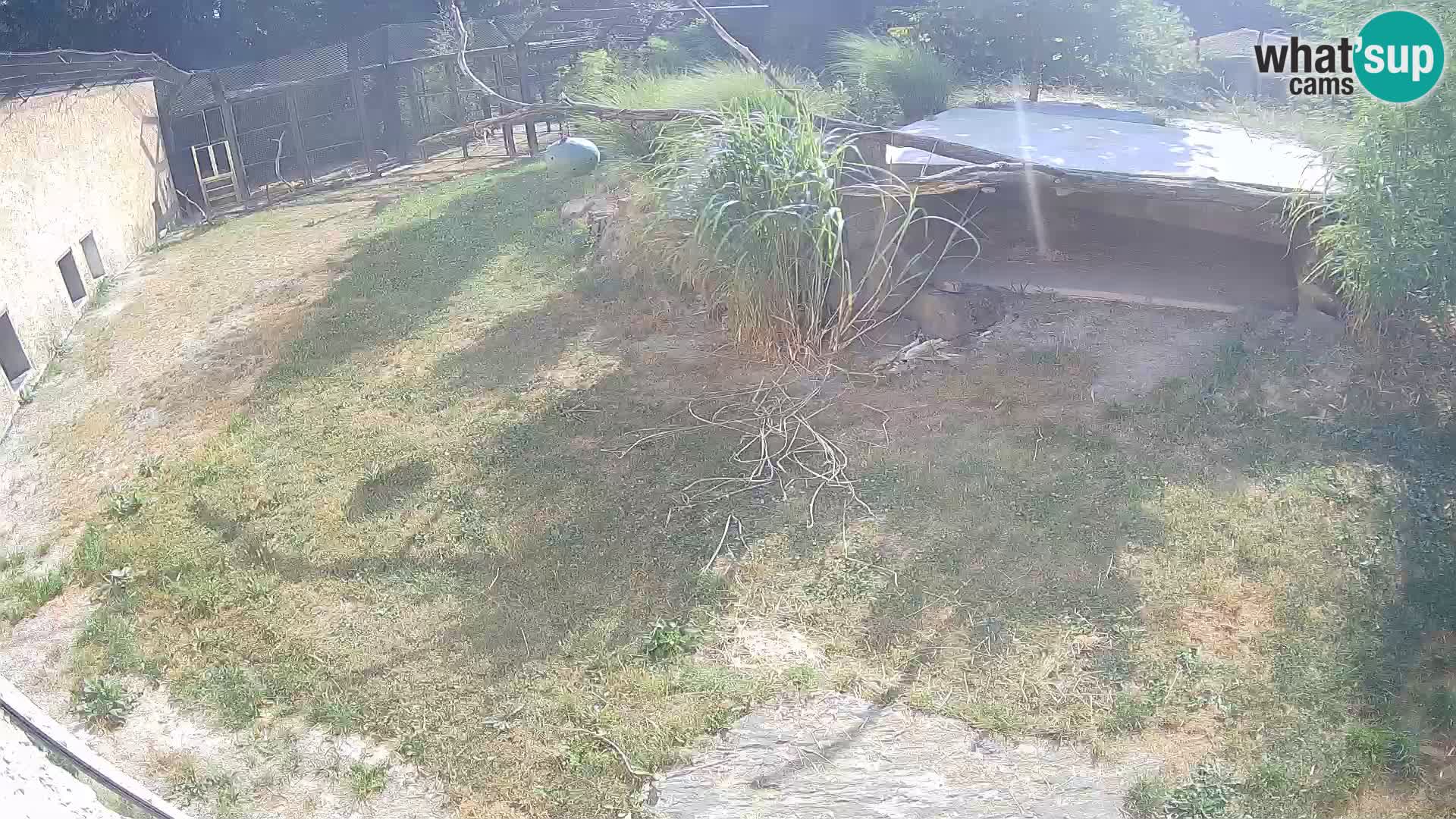 LEVI spletna kamera v živalskem vrtu Ljubljana Zoo
