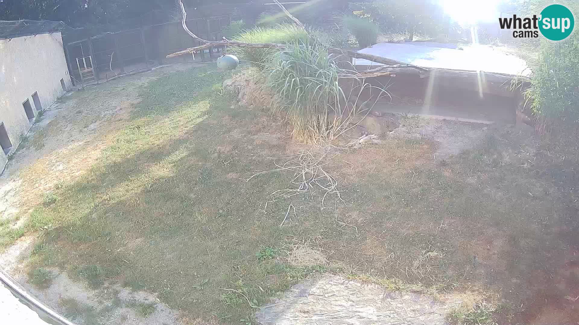 LION live Webcam in Ljubljana Zoo – Slovenia